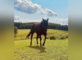 Caballo cuarto de milla, Caballo castrado, 6 años, 153 cm, Negro