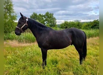 Caballo cuarto de milla, Caballo castrado, 6 años, 153 cm, Negro