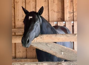 Caballo cuarto de milla, Caballo castrado, 6 años, 153 cm, Negro