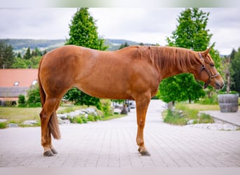 Caballo cuarto de milla, Caballo castrado, 6 años, 154 cm, Alazán