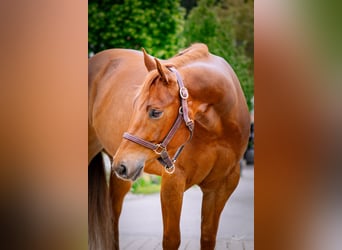 Caballo cuarto de milla, Caballo castrado, 6 años, 154 cm, Alazán
