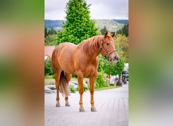 Caballo cuarto de milla, Caballo castrado, 6 años, 154 cm, Alazán
