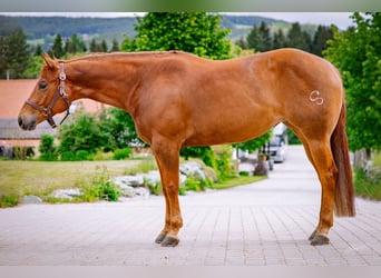Caballo cuarto de milla, Caballo castrado, 6 años, 154 cm, Alazán