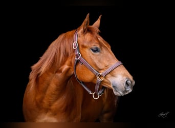 Caballo cuarto de milla, Caballo castrado, 6 años, 154 cm, Alazán