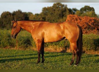 Caballo cuarto de milla, Caballo castrado, 6 años, 155 cm, Bayo