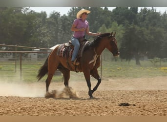 Caballo cuarto de milla, Caballo castrado, 6 años, 155 cm, Bayo