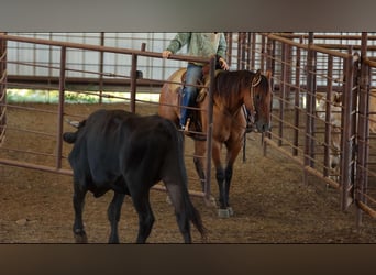 Caballo cuarto de milla, Caballo castrado, 6 años, 155 cm, Bayo