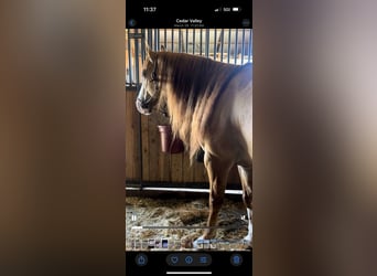 Caballo cuarto de milla, Caballo castrado, 6 años, 155 cm, Bayo