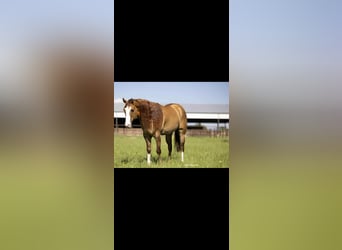 Caballo cuarto de milla, Caballo castrado, 6 años, 155 cm, Bayo
