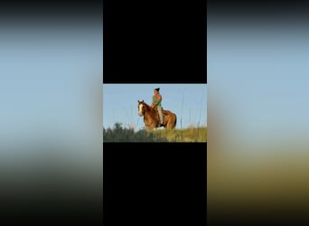 Caballo cuarto de milla, Caballo castrado, 6 años, 155 cm, Bayo