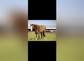 Caballo cuarto de milla, Caballo castrado, 6 años, 155 cm, Bayo