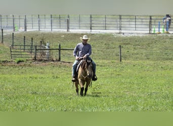 Caballo cuarto de milla, Caballo castrado, 6 años, 155 cm, Buckskin/Bayo