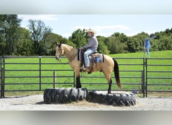 Caballo cuarto de milla, Caballo castrado, 6 años, 155 cm, Buckskin/Bayo