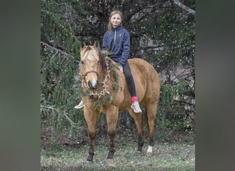 Caballo cuarto de milla, Caballo castrado, 6 años, 155 cm, Buckskin/Bayo
