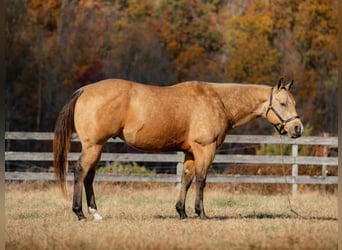 Caballo cuarto de milla, Caballo castrado, 6 años, 155 cm, Buckskin/Bayo