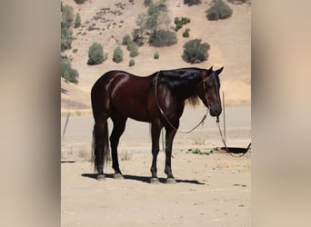 Caballo cuarto de milla, Caballo castrado, 6 años, 155 cm