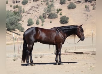 Caballo cuarto de milla, Caballo castrado, 6 años, 155 cm