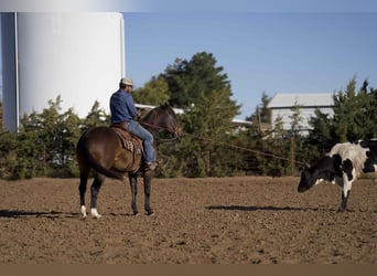 Caballo cuarto de milla, Caballo castrado, 6 años, 155 cm, Castaño rojizo