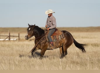 Caballo cuarto de milla, Caballo castrado, 6 años, 155 cm, Castaño rojizo