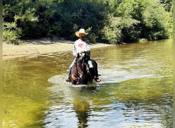 Caballo cuarto de milla, Caballo castrado, 6 años, 155 cm, Negro