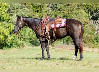 Caballo cuarto de milla, Caballo castrado, 6 años, 155 cm, Negro