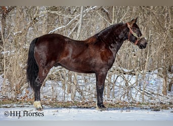 Caballo cuarto de milla, Caballo castrado, 6 años, 155 cm, Negro