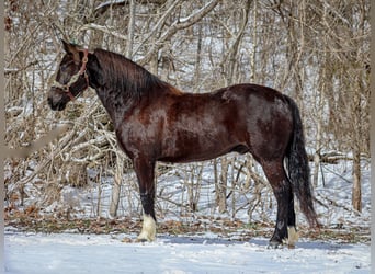 Caballo cuarto de milla, Caballo castrado, 6 años, 155 cm, Negro