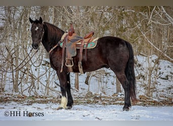 Caballo cuarto de milla, Caballo castrado, 6 años, 155 cm, Negro