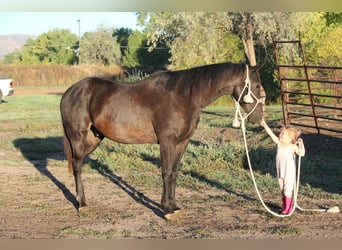 Caballo cuarto de milla, Caballo castrado, 6 años, 155 cm, Negro