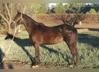 Caballo cuarto de milla, Caballo castrado, 6 años, 155 cm, Negro