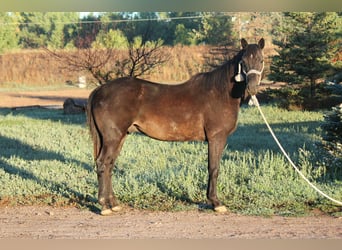 Caballo cuarto de milla, Caballo castrado, 6 años, 155 cm, Negro