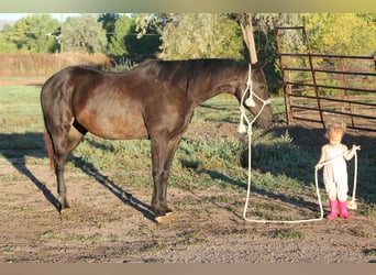 Caballo cuarto de milla, Caballo castrado, 6 años, 155 cm, Negro