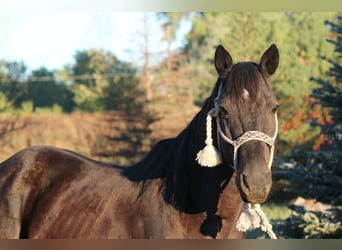Caballo cuarto de milla, Caballo castrado, 6 años, 155 cm, Negro
