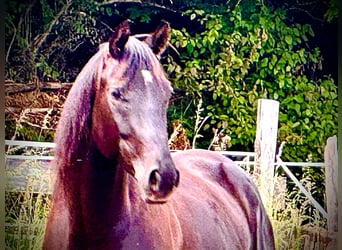Caballo cuarto de milla, Caballo castrado, 6 años, 155 cm, Negro