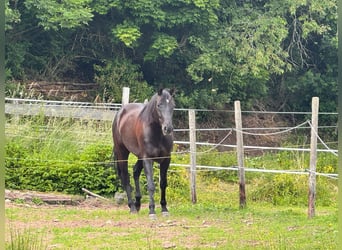 Caballo cuarto de milla, Caballo castrado, 6 años, 155 cm, Negro