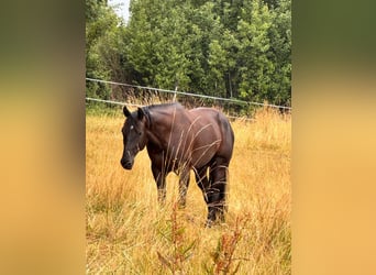 Caballo cuarto de milla, Caballo castrado, 6 años, 155 cm, Negro