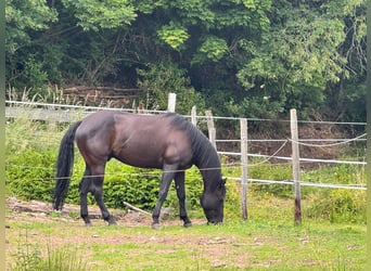 Caballo cuarto de milla, Caballo castrado, 6 años, 155 cm, Negro