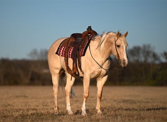 Caballo cuarto de milla, Caballo castrado, 6 años, 155 cm, Palomino