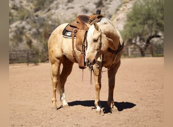 Caballo cuarto de milla, Caballo castrado, 6 años, 155 cm, Palomino