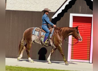 Caballo cuarto de milla, Caballo castrado, 6 años, 155 cm, Rabicano
