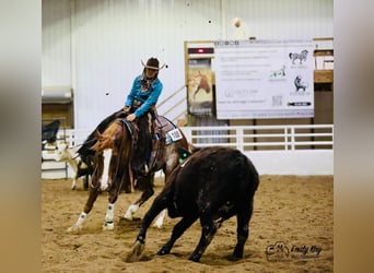 Caballo cuarto de milla, Caballo castrado, 6 años, 155 cm, Rabicano