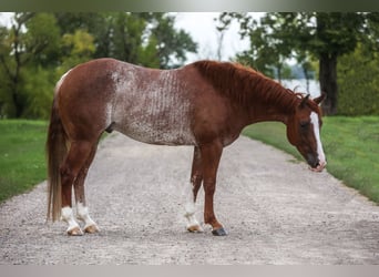 Caballo cuarto de milla, Caballo castrado, 6 años, 155 cm, Rabicano