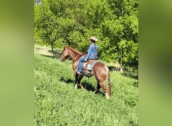 Caballo cuarto de milla, Caballo castrado, 6 años, 155 cm, Rabicano
