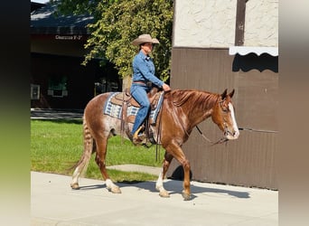 Caballo cuarto de milla, Caballo castrado, 6 años, 155 cm, Rabicano