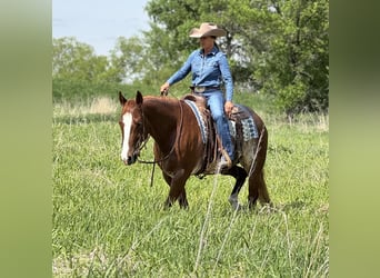 Caballo cuarto de milla, Caballo castrado, 6 años, 155 cm, Rabicano
