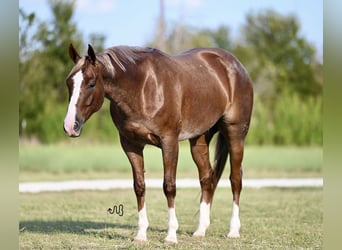 Caballo cuarto de milla, Caballo castrado, 6 años, 155 cm, Ruano alazán