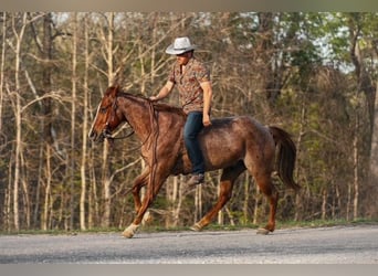 Caballo cuarto de milla, Caballo castrado, 6 años, 155 cm, Ruano alazán