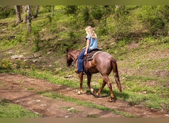 Caballo cuarto de milla, Caballo castrado, 6 años, 155 cm, Ruano alazán