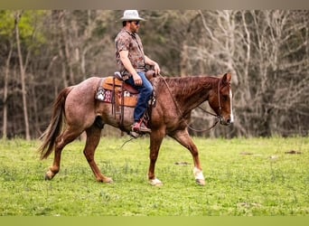 Caballo cuarto de milla, Caballo castrado, 6 años, 155 cm, Ruano alazán