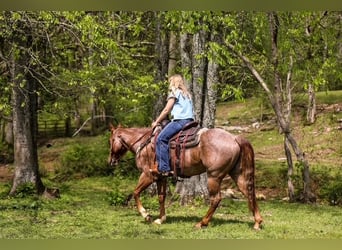 Caballo cuarto de milla, Caballo castrado, 6 años, 155 cm, Ruano alazán